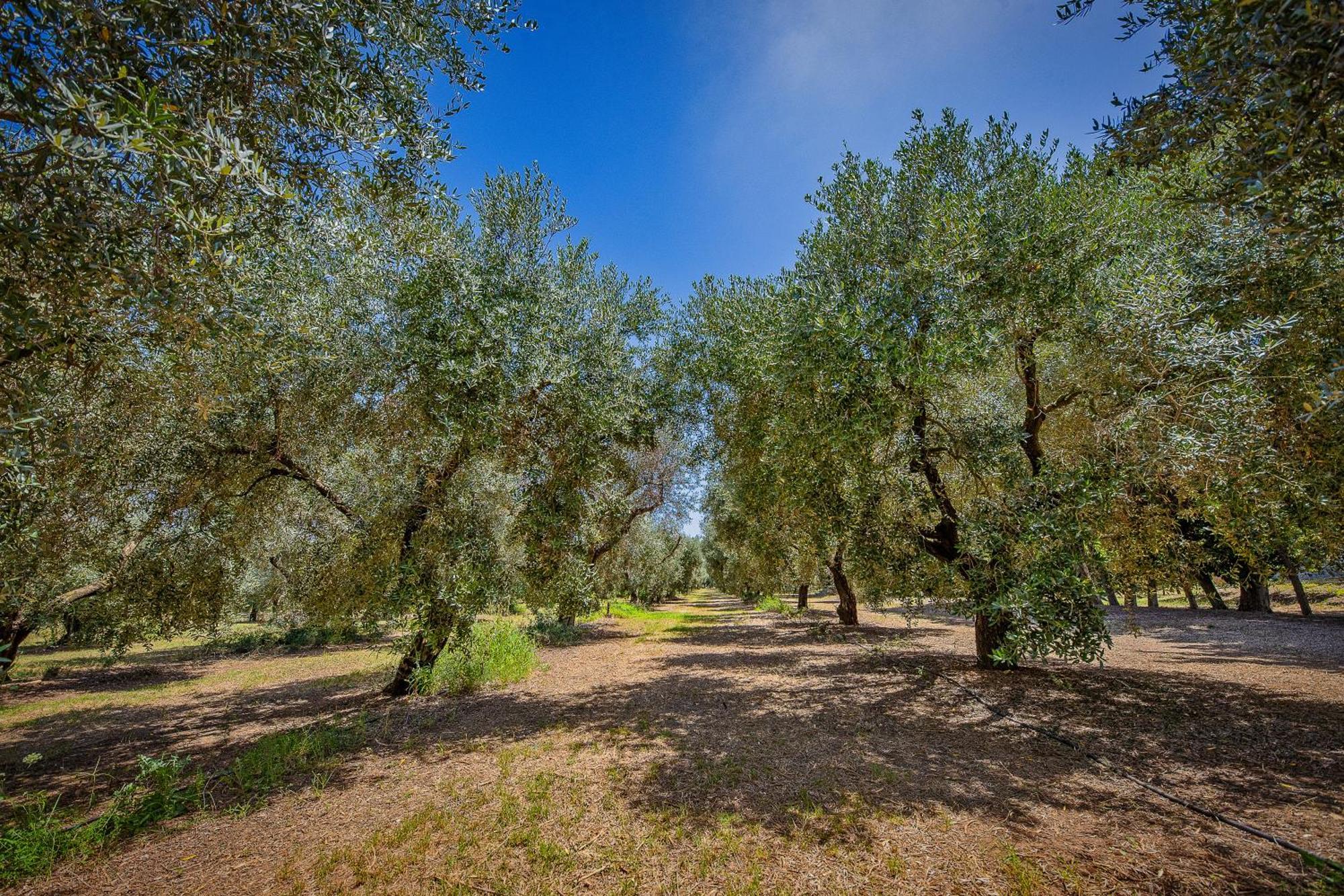 Torre Casciani Villa Ugento Buitenkant foto