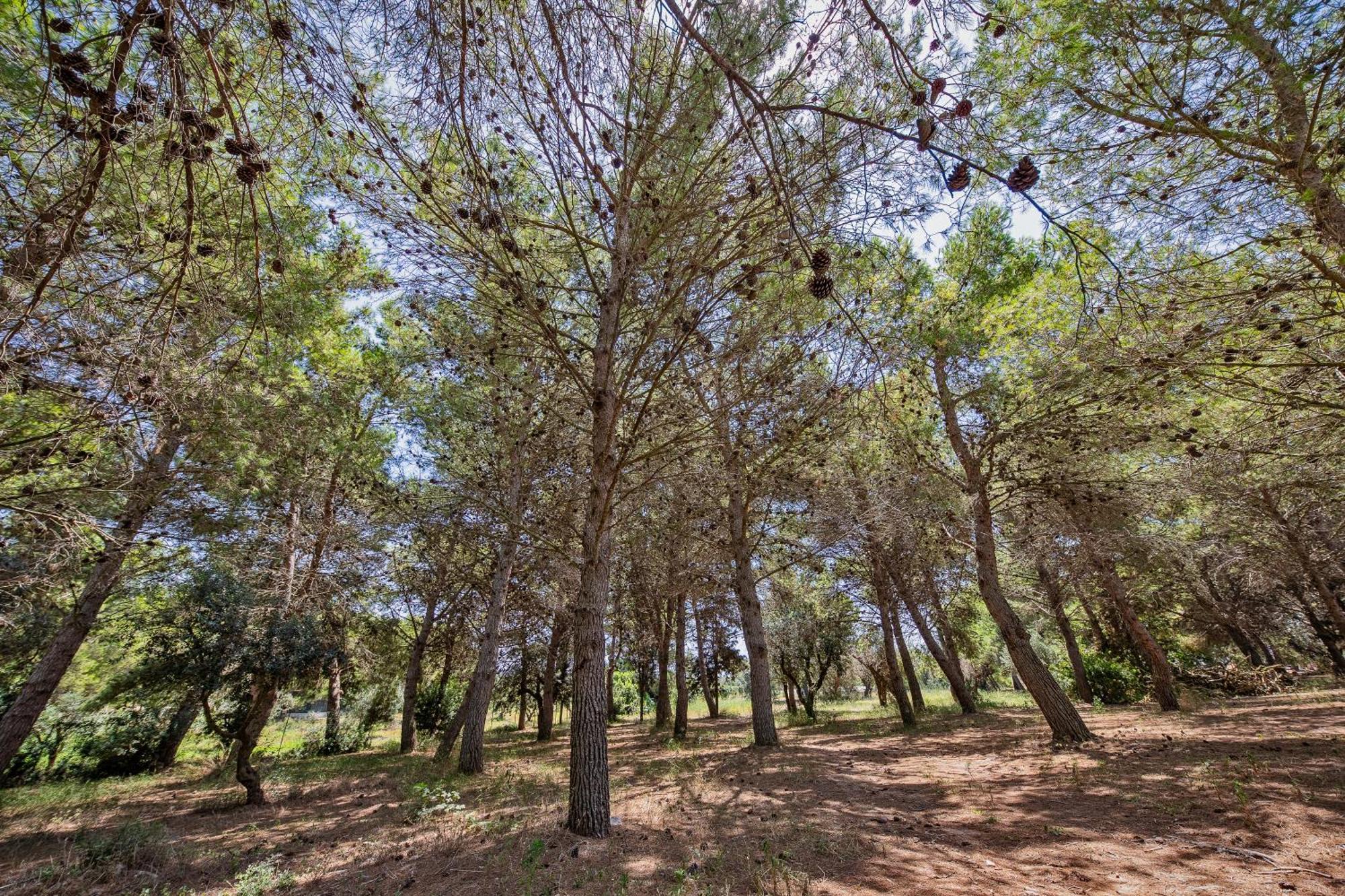Torre Casciani Villa Ugento Buitenkant foto